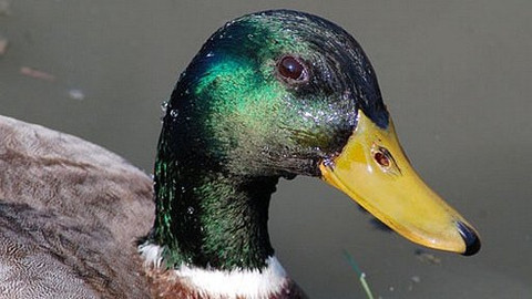 Příběhy z přírody - 3/6 Nevzdal to!