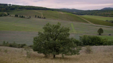 Minuty z přírody - Šípákové doubravy