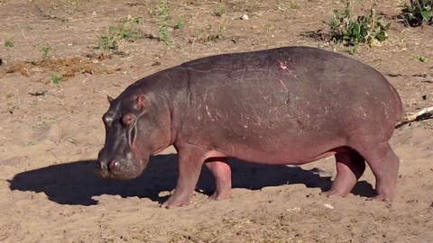 Africká abeceda - H – hroch