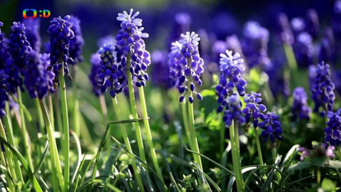 Wifina - 27. března 2020