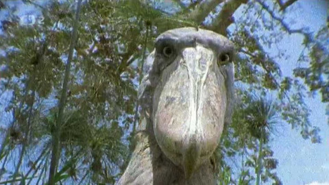 Tajemství zvířecího těla - 2/15 Zobáky