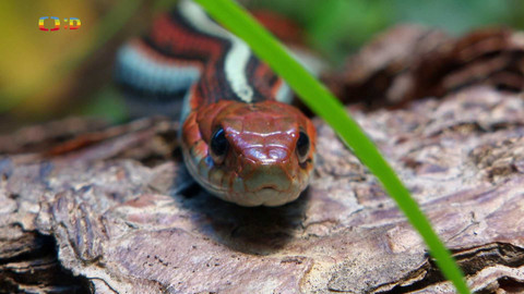 Terčin zvířecí svět - 10. května 2024