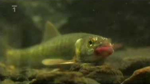 Živé srdce Evropy - Střevle potoční