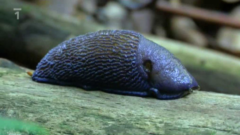 Živé srdce Evropy - Modranka karpatská