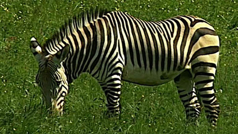 Kostičky - Znám já jednu zebřičku