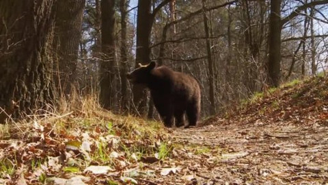 Méďové na cestách - 41/43 Novohradské hory