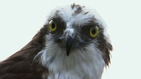 Obdivuhodný svět přírody - Orlovec říční