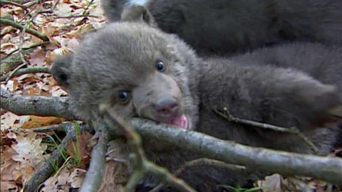 Méďové - Nový domov