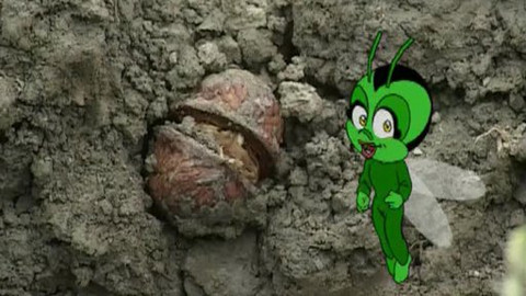 Pátrání světlušky Lucie - 6/40 Co se skrývá v ořechu