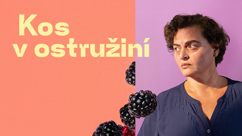 Kos v ostružiní