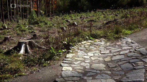 Kapka vody - Lesní cesty