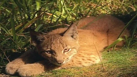 Madla a Ťap - 8/13 Jak přišli na hrad