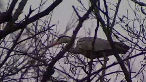 Přidej se - Volavčí kolonie