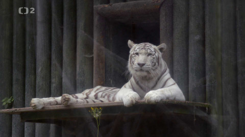 Krajina Dana Bárty - 5/6 Krajina s bílým tygrem