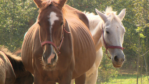 Chcete mě? - 15. listopadu 2015