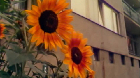 Archiv dne - 9. srpen 1982: Lodžioví zahrádkáři