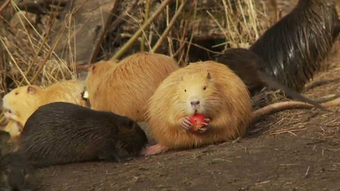 Novinky z přírody - Epizoda 44/53