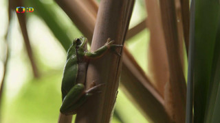 Terčin zvířecí svět