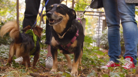 Kočka není pes - Nedůtklivý Marian a nezvladatelná Ellis