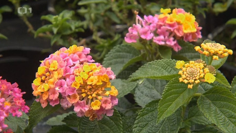 Hobby naší doby - 26. září 2020