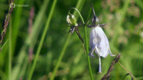 Minuty z přírody - Zvonovec liliolistý