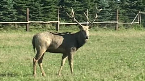 Tisíc let české myslivosti - 1. dubna 2011