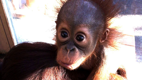 Příběhy zvířecích miminek - Epizoda 24/28