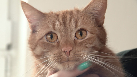 Chcete mě? - Chcete je?