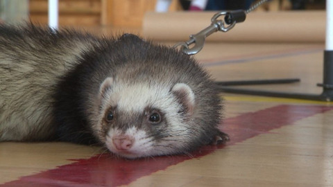 Chcete mě? - 15. dubna 2018