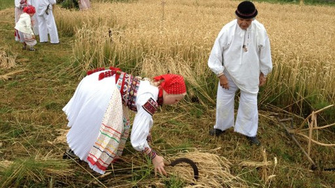 Naše tradice - Dožínky