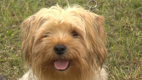 Chcete mě? - Chcete je?