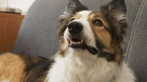 Kočka není pes - Kocour Mazlík a pes Árčí