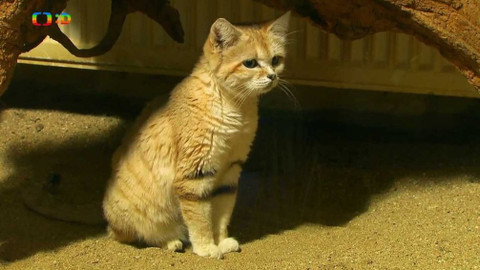 Terčin zvířecí svět - 8. června 2018