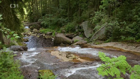 Kapka vody - Pstruzi