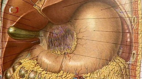 Pod pokličkou - Pelyněk a pivo, žaludku je libo