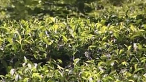 Dětská encyklopedie světa - 15/21 Čaj