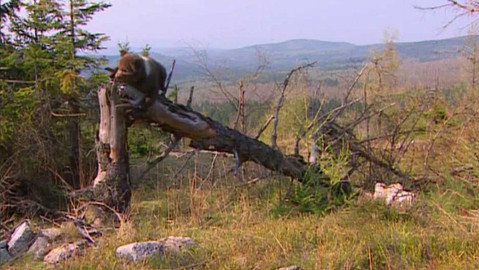 Méďové - Jarní den