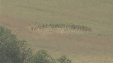 Archiv dne - 18. červenec 1995: Tajemné kruhy v obilí