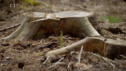 Kořeny lesa - Epizoda 14/40