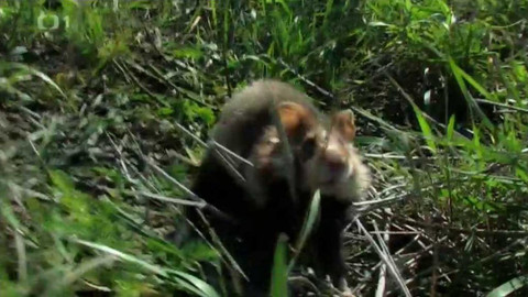 Živé srdce Evropy - Křeček polní