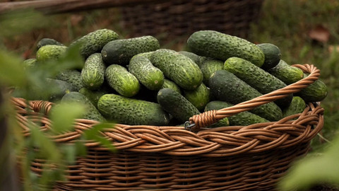 Boží dar - příběhy českých potravin - 3/8 Příběh okurek