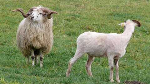 Malá farma - Chovný beran