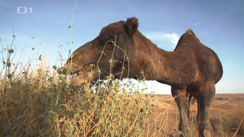 Objektiv - 29. ledna 2017