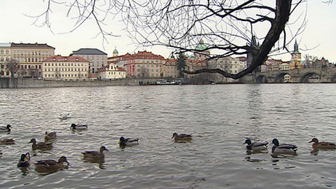 Z metropole - 5. února 2011