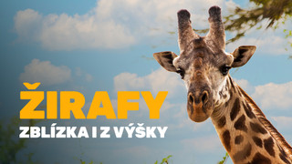 Žirafy zblízka i z výšky