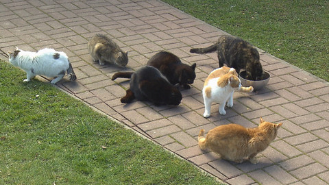 Chcete mě? - Chcete je?