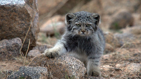 Obdivuhodný svět přírody - Manul, Mongolsko