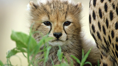 Serengeti - 2/6 Serengeti