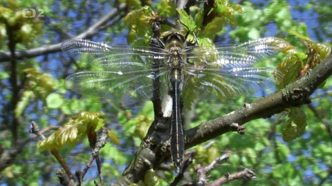 Nedej se! - Lovci vážek