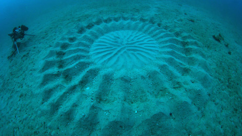 Obdivuhodný svět přírody - Čtverzubci